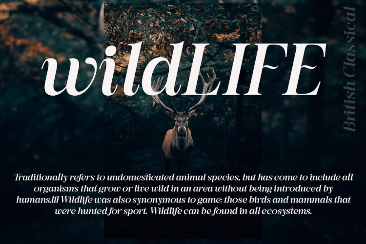 British Classical Font free download preview 2 – Serif Fonts font