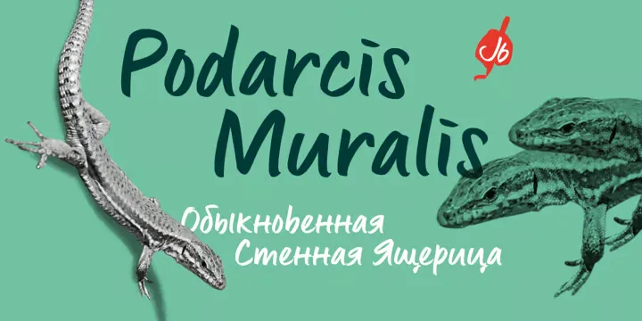 Lingua Font preview 7 – Display Fonts font sample