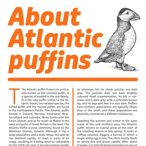 Puffin Font Family preview 1 – Font Family font sample