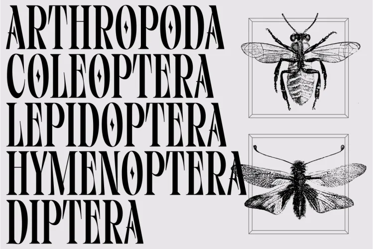 Vifellia Font preview 7 – Serif Fonts font sample